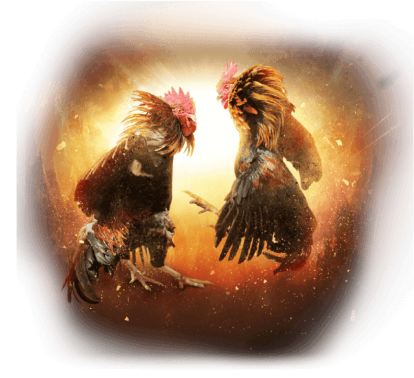 cockfight